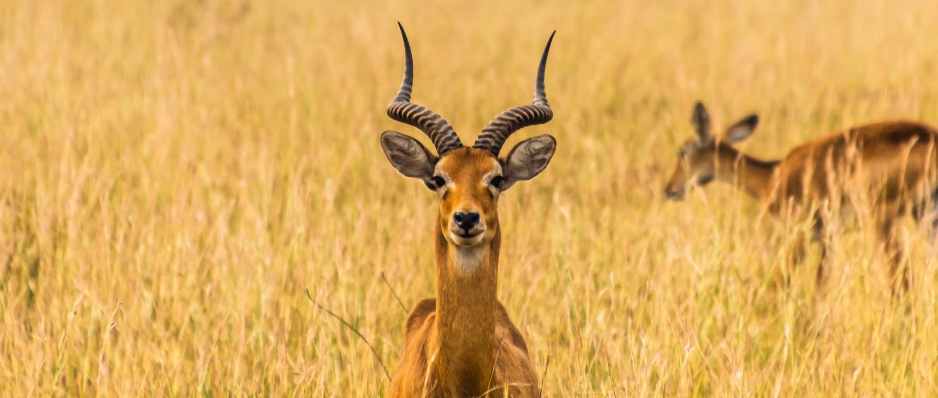 Uganda country image